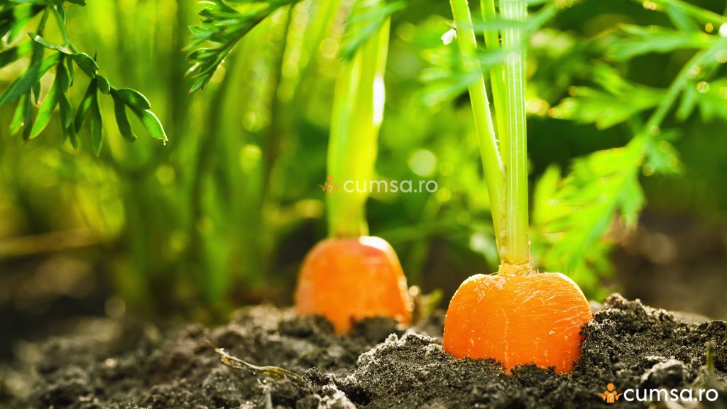 Langa ce se planteaza morcovii