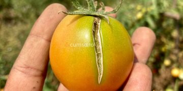 Carenta de bor la tomate. Cum sa o combati si ce tratamente aplici