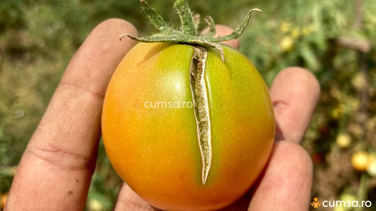 Carenta de bor la tomate. Cum sa o combati si ce tratamente aplici
