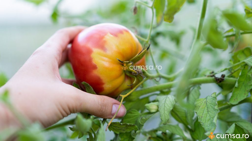 Carenta de potasiu la tomate