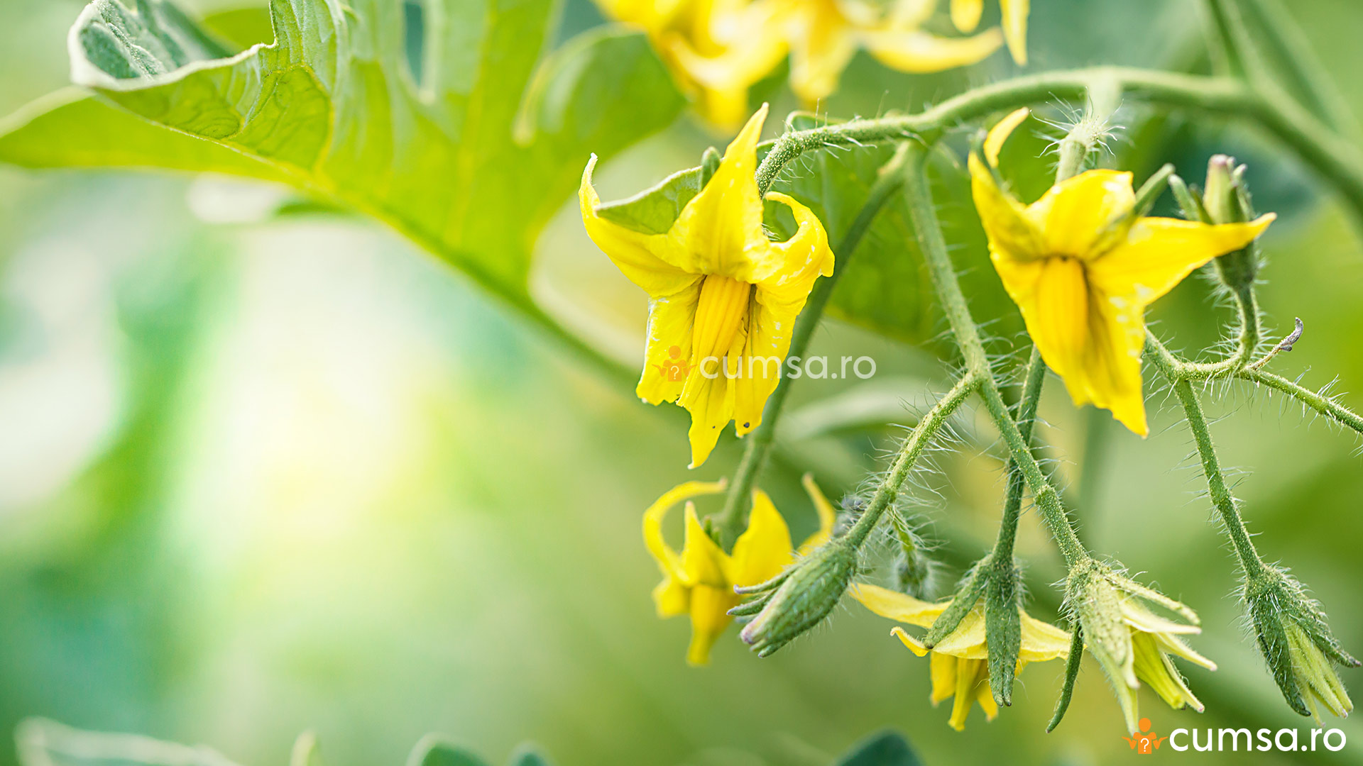 De ce cad florile la rosii si cum sa protejezi cultura de tomate - cumsa.ro