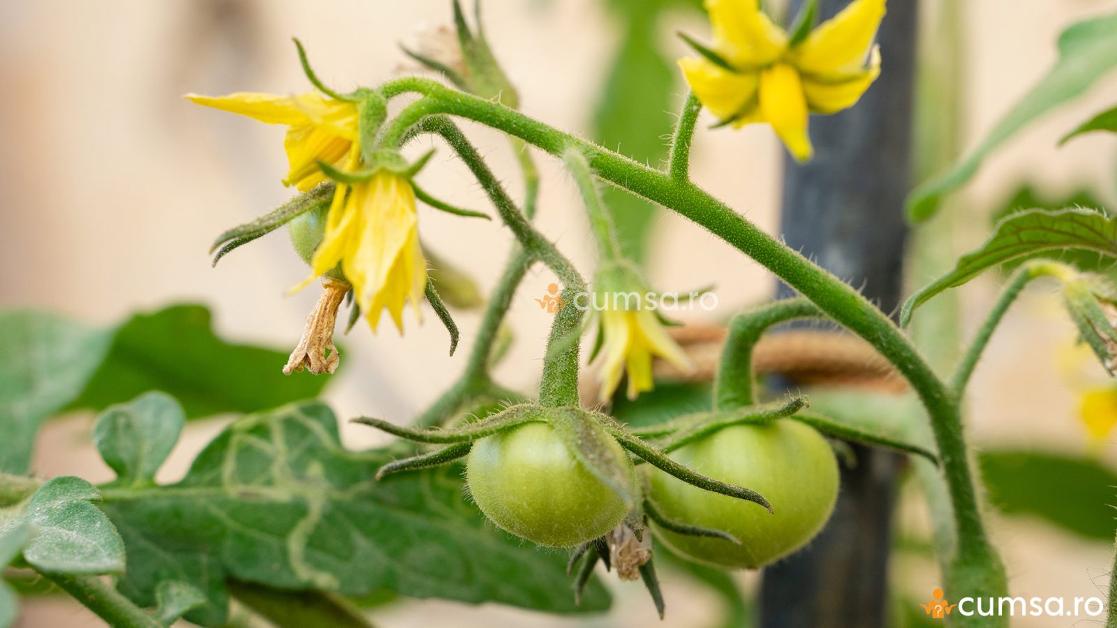 De ce cad florile la rosii si cum sa protejezi cultura de tomate - cumsa.ro