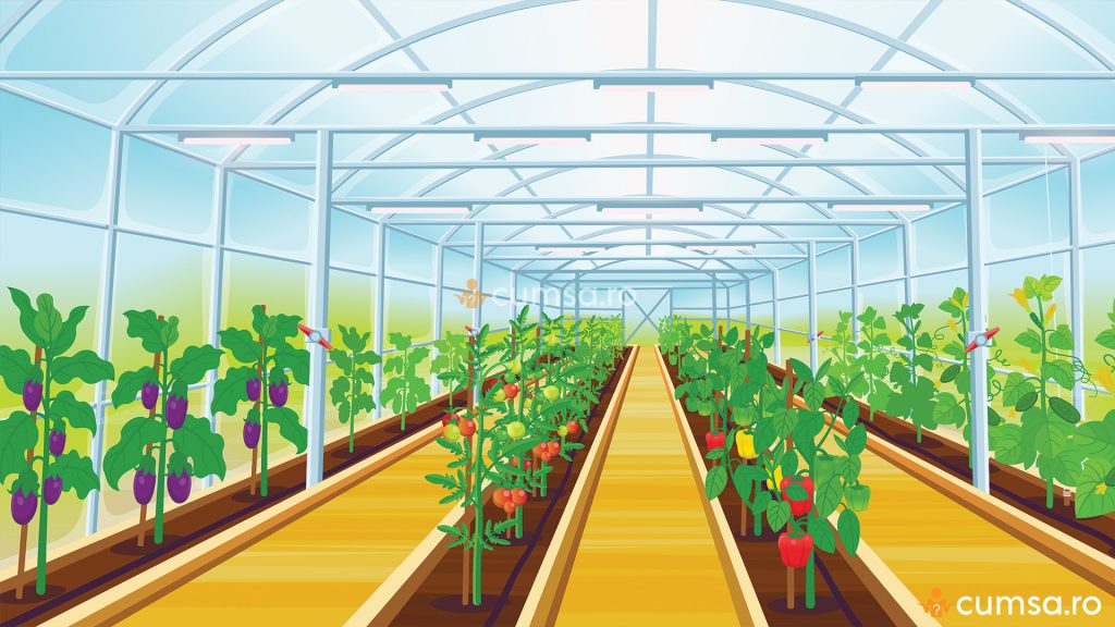 Rotatia culturilor de legume in solar