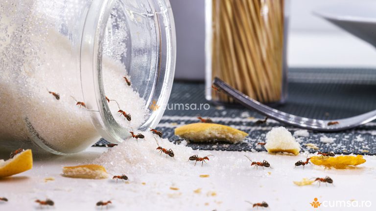 Bicarbonat de sodiu pentru furnici. Cum sa scapi de aceste insecte