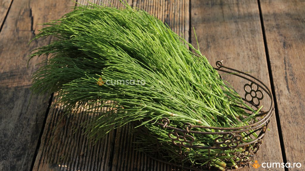 Equisetum arvense