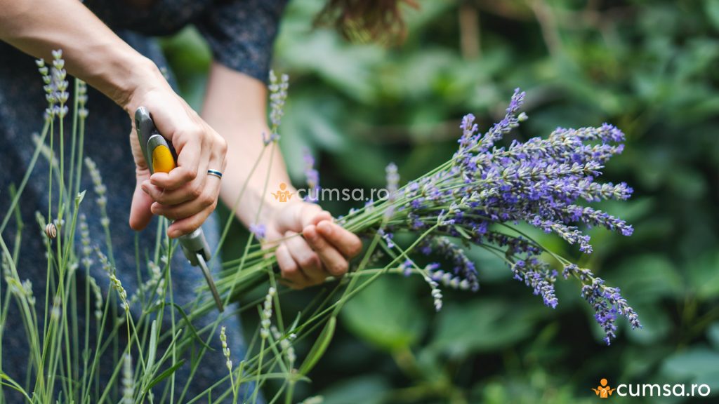 Cand se taie florile de lavanda