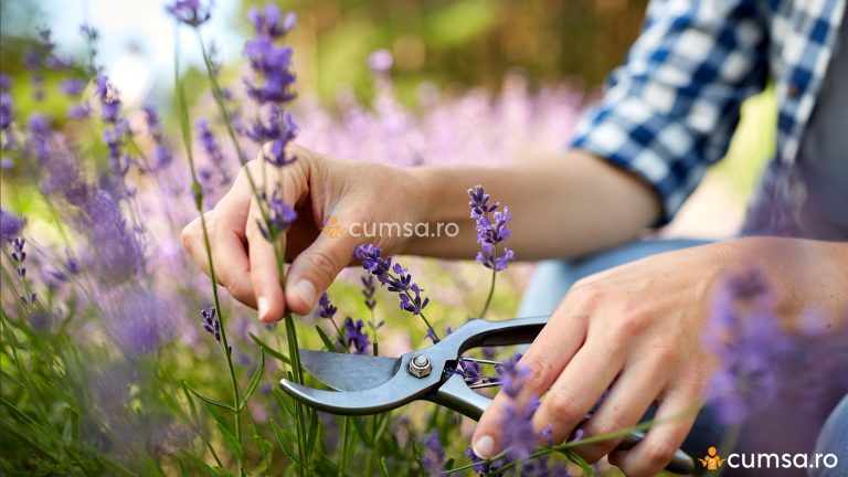 Cand se taie lavanda. Cum sa faci asta fara sa ii afectezi cresterea