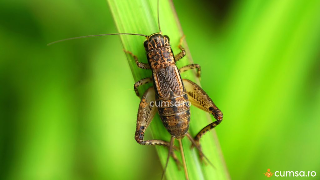 Combaterea greierilor