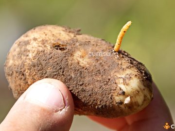 Combaterea viermelui sarma la cartofi. Cum sa previi pagubele si ce insecticid sa folosesti