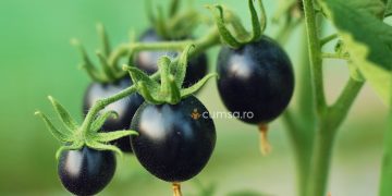 Cum sa cultivi rosii negre si care sunt cele mai bune soiuri