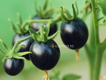 Cum sa cultivi rosii negre si care sunt cele mai bune soiuri