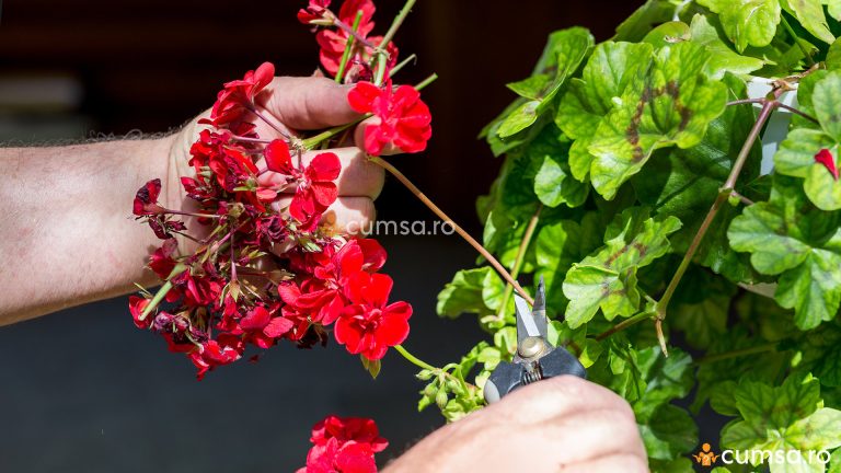 Cum sa cureti muscatele pentru ca acestea sa infloreasca toata vara