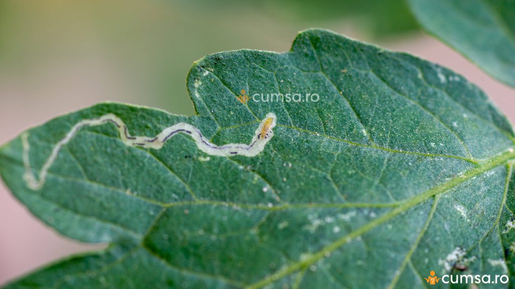 Larva tuta absoluta