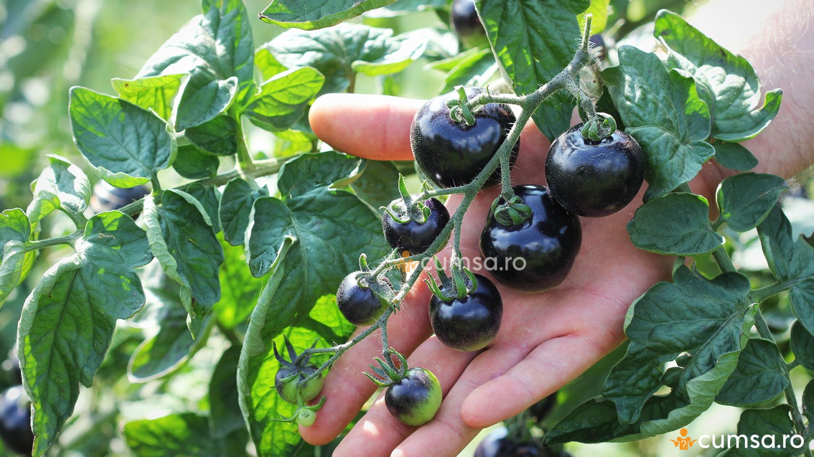 Cum Sa Cultivi Rosii Negre Si Care Sunt Cele Mai Bune Soiuri Cumsa Ro