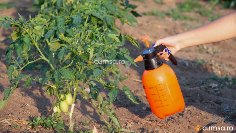 Stimulent natural pentru rosii. Cum sa cresti productia de tomate