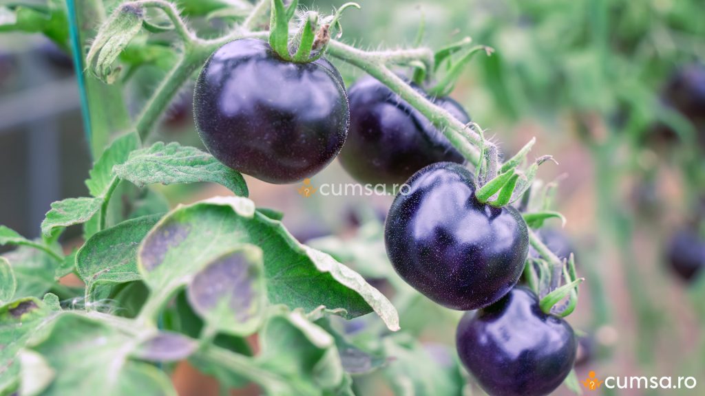 Tomate negre in gradina