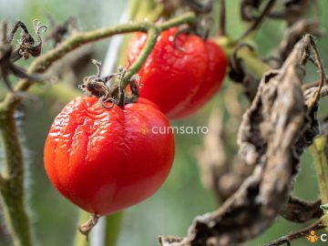 Tratament pentru viermele sarma la rosii. Cum sa protejezi tomatele