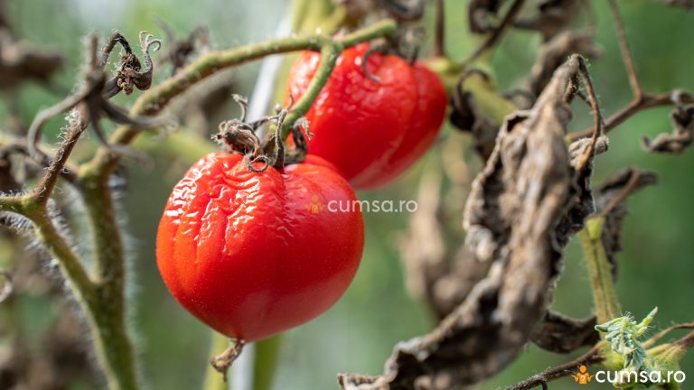 Tratament pentru viermele sarma la rosii. Cum sa protejezi tomatele