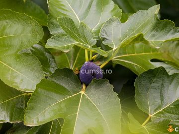 Cand se culeg frunzele de smochin. Cum sa le folosesti si ce beneficii ofera