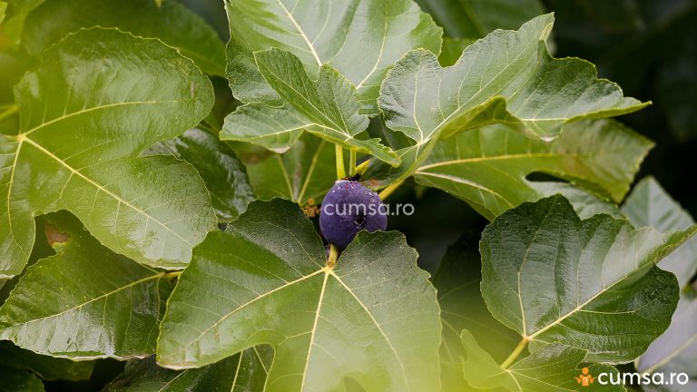 Cand se culeg frunzele de smochin. Cum sa le folosesti si ce beneficii ofera