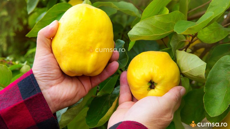 Cand se culeg gutuile si cum sa le pastrezi pe durata sezonului rece