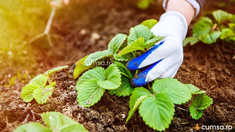 Cand se face plantarea capsunilor toamna si cum sa procedezi