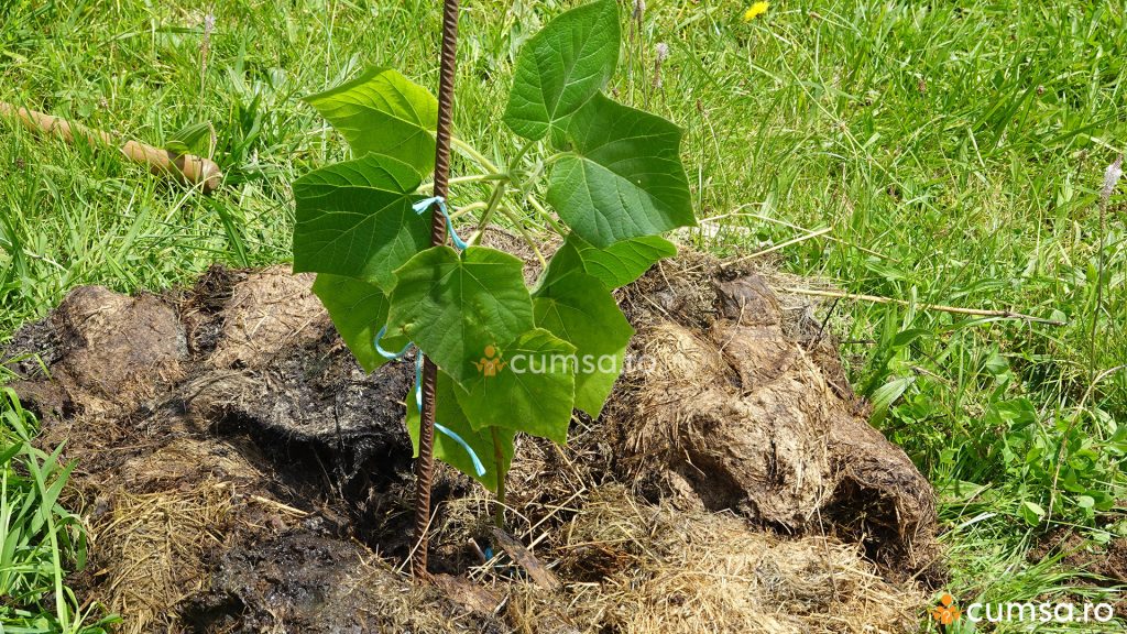 Cand se planteaza Paulownia