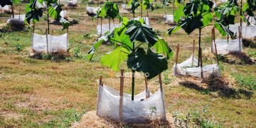 Cand se planteaza Paulownia. Cum sa faci asta si care este perioada ideala