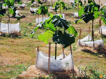 Cand se planteaza Paulownia. Cum sa faci asta si care este perioada ideala