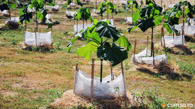 Cand se planteaza Paulownia. Cum sa faci asta si care este perioada ideala