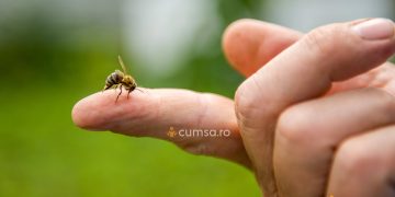 Cat dureaza umflatura de la intepatura de albina. Cum sa o recunosti si cum o tratezi