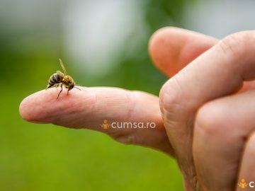 Cat dureaza umflatura de la intepatura de albina. Cum sa o recunosti si cum o tratezi