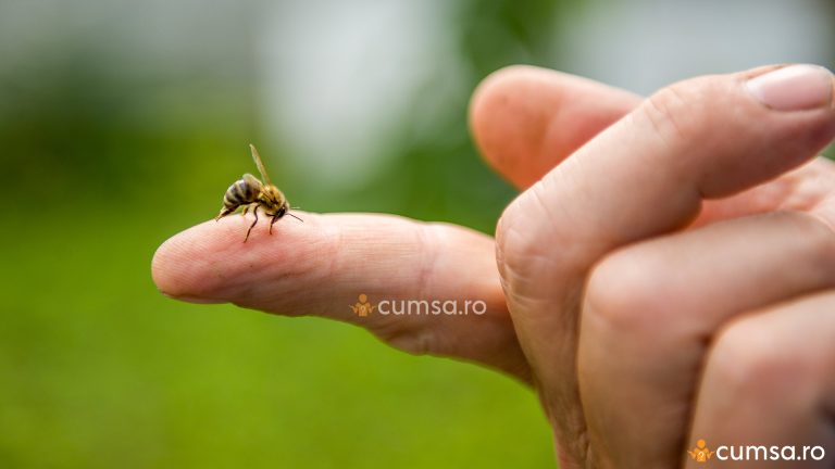 Cat dureaza umflatura de la intepatura de albina. Cum sa o recunosti si cum o tratezi