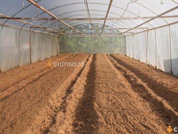 Cu ce se dezinfecteaza solul din solar si cum sa faci asta in mod corect