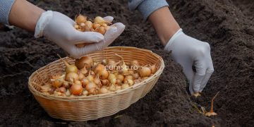 Cultivarea cepei toamna. Cum sa faci asta si care sunt distantele de plantare