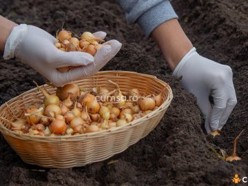 Cultivarea cepei toamna. Cum sa faci asta si care sunt distantele de plantare