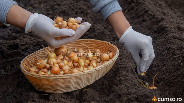 Cultivarea cepei toamna. Cum sa faci asta si care sunt distantele de plantare