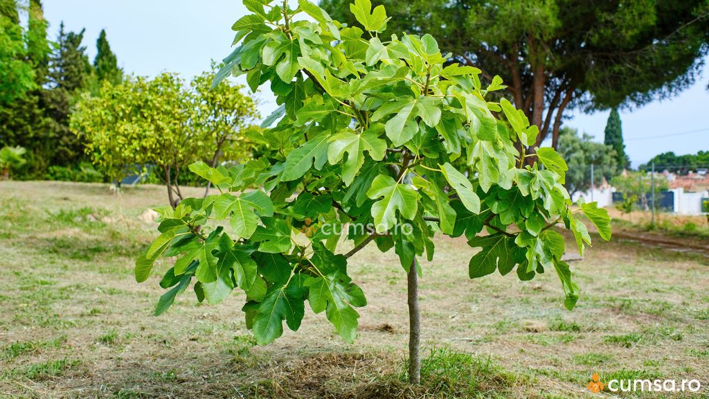 Cultivarea smochinului in Romania