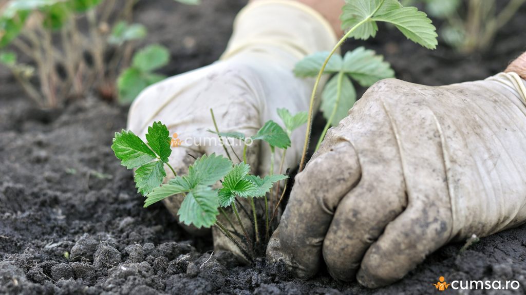 Plantarea capsunilor toamna