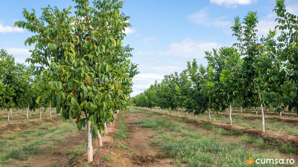 Plantarea nucilor altoiti