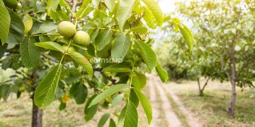 Plantarea nucilor altoiti. Cum sa procedezi pentru ca acestia sa se prinda