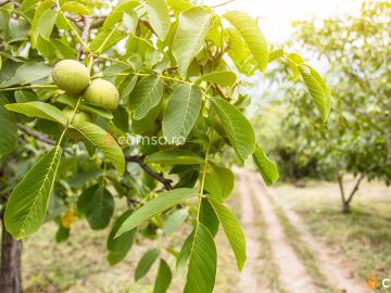 Plantarea nucilor altoiti. Cum sa procedezi pentru ca acestia sa se prinda