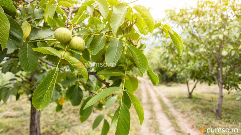 Plantarea nucilor altoiti. Cum sa procedezi pentru ca acestia sa se prinda