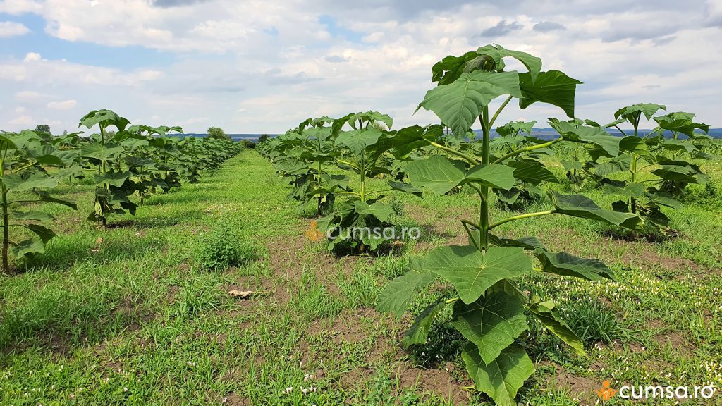 Plantatie de Paulownia