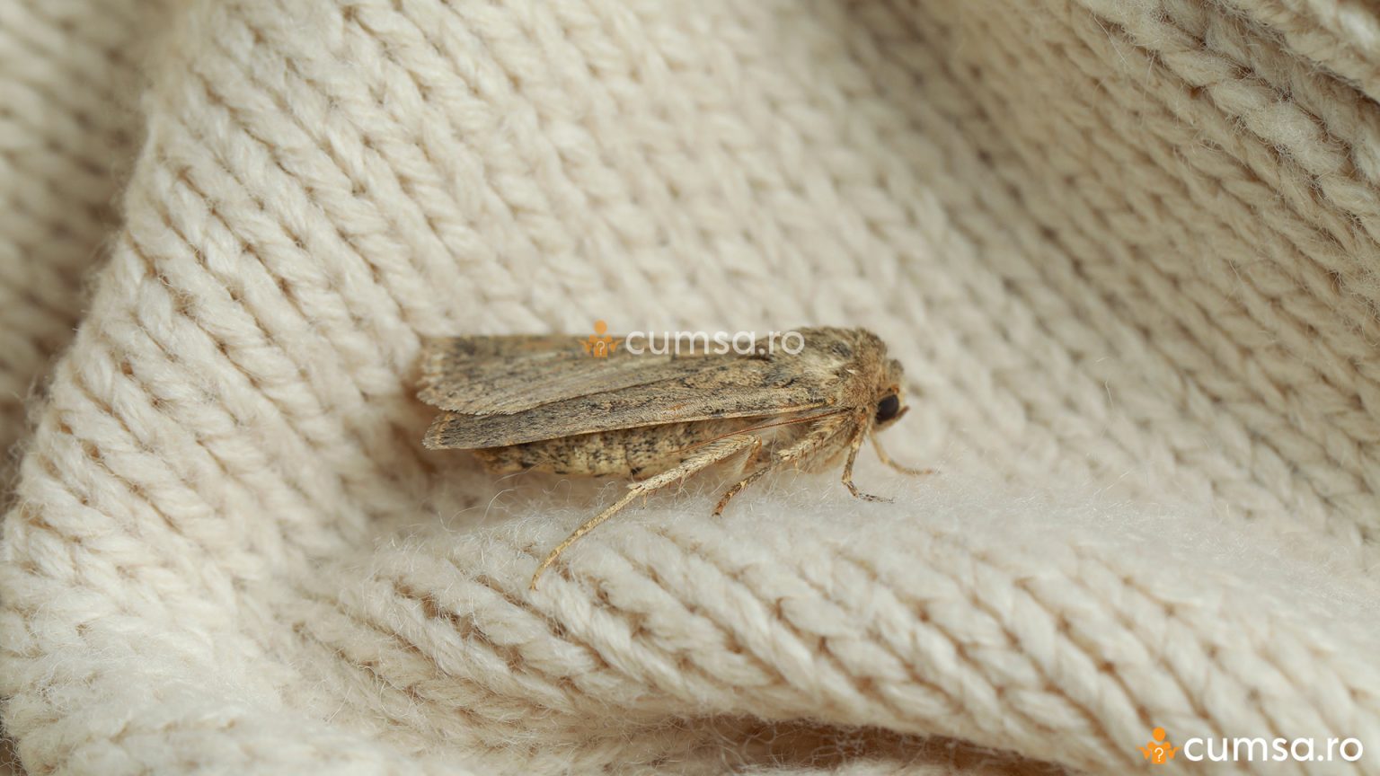 De ce apar moliile in casa. Cum sa scapi de aceste insecte - cumsa.ro