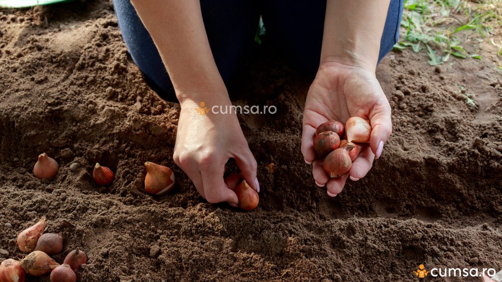 Distante plantare bulbi de lalele