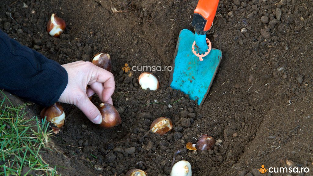 La ce adancime se planteaza bulbii de lalele