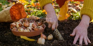 La ce adancime se planteaza bulbii de lalele. Cum sa ai cele mai frumoase flori