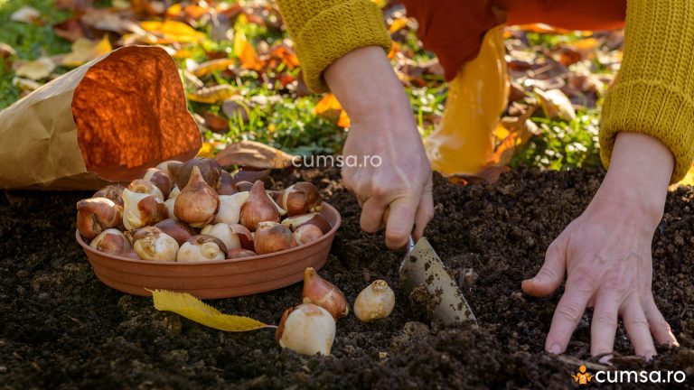 La ce adancime se planteaza bulbii de lalele. Cum sa ai cele mai frumoase flori