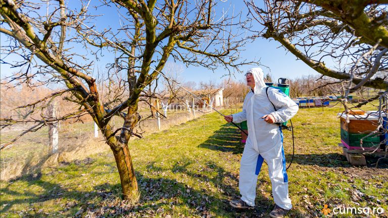 Stropirea pomilor dupa culegerea fructelor. Cum sa faci tratamentele de toamna